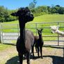Female alpacas for sale Image 3