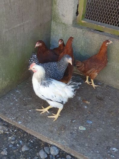 Hens, point of lay pullets