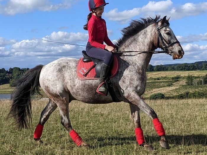 Pony for lease at livery yard