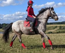 Pony for lease at livery yard