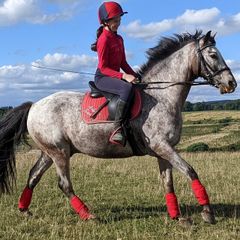 Pony for lease at livery yard