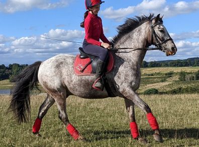 Pony for lease at livery yard