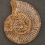 Fossilized prehistoric ammonite , With display case. Image 2