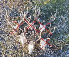 sika antlers