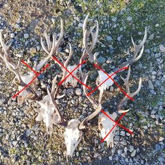 sika antlers