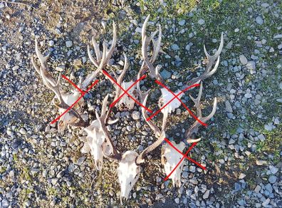 sika antlers