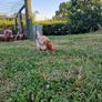 8 laying hens for sale Image 4
