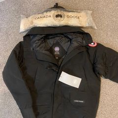 Canada goose