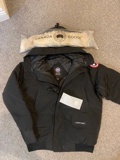 Canada goose