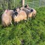 Swaledale ewe lambs Image 4