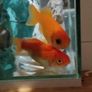 Fish tank Image 7