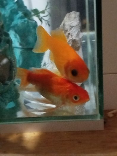 Fish tank