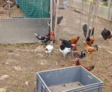 Chickens, (Cockerels and Pullets)