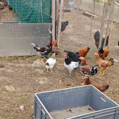 Chickens, (Cockerels and Pullets)