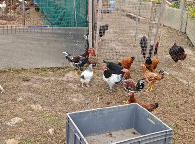 Chickens, (Cockerels and Pullets)
