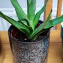 Indoor Plants Image 5