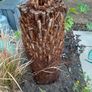 4ft+ Dicksonia Antartica tree fern thick trunk Image 2