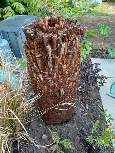 4ft+ Dicksonia Antartica tree fern thick trunk
