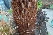 4ft dicksonia Antartica tree fern