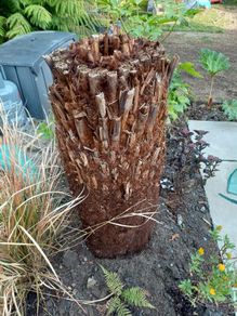 4ft dicksonia Antartica tree fern