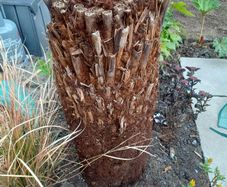4ft dicksonia Antartica tree fern