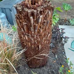 4ft dicksonia Antartica tree fern