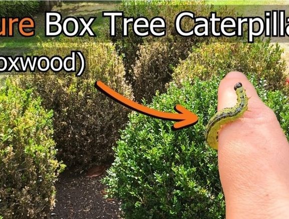 Box Hedge Treatment