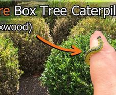 Box Hedge Treatment
