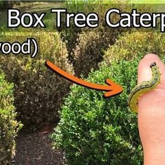 Box Hedge Treatment