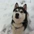 Husky