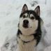 Husky