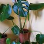 Small house plant bundle + variegated Monstera Image 9