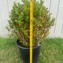 plant Image 3