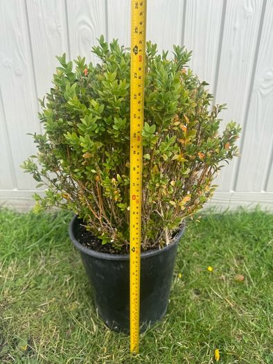 plant