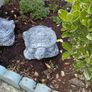 garden Image 3