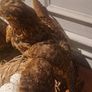 2 Taxidermy Birds Image 4