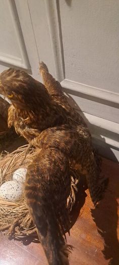 2 Taxidermy Birds