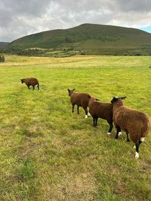Ewe lambs