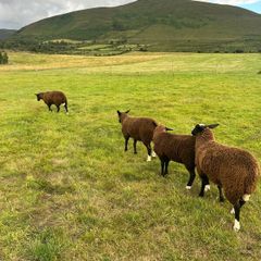 Ewe lambs