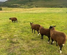 Ewe lambs