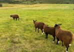 Ewe lambs