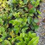 Golden and Green Privet Hedging One Euro Image 6