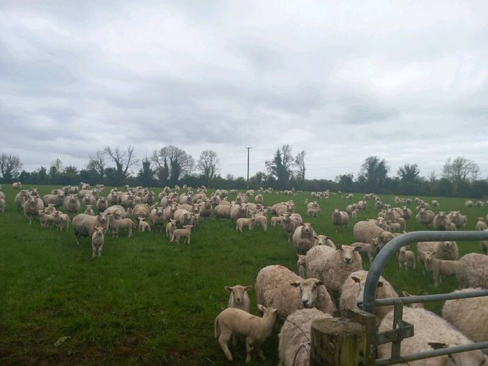 Tefrom - New Zealand Maternal Rams