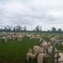 Tefrom - New Zealand Maternal Rams Image 5