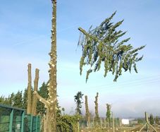 Johnson Tree Services