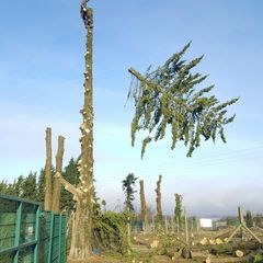 Johnson Tree Services