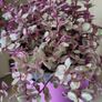 House plant. Image 4