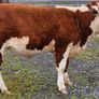 Pedigree Hereford Heifers for Sale Image 5