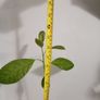 Avocado Tree Image 3