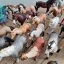 toy horses Image 6